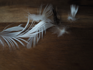 Valkoisia höyheniä